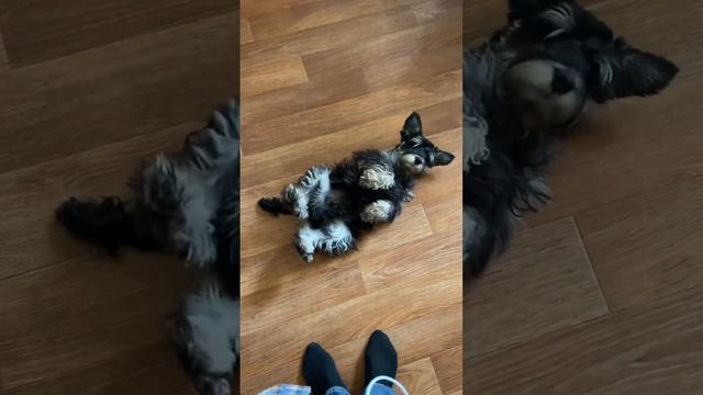 Дрыг #цвергшнауцер #собаки смотреть онлайн