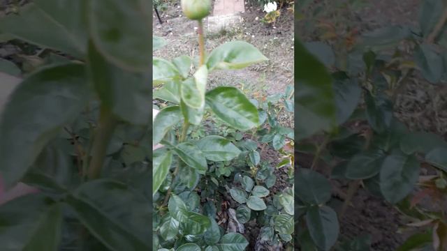 Роз Глория дей . смотреть онлайн