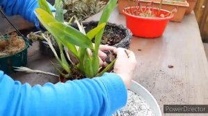 МИЛЬТОНИЯ в домашних условиях, уход и содержание. Как посадить орхидею. Субстрат для орхидеи, полив