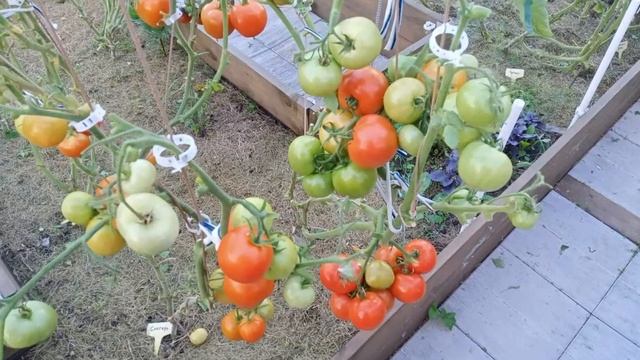 Томат Снегирь. Холодостойкий и урожайный! смотреть онлайн