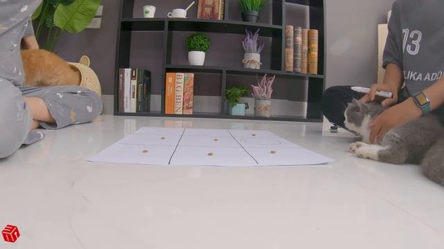 Cat Challenge | The Most Intense Tic Tac Toe Game With Cute Cats |Funny Cat - Woa Kitty смотреть онлайн