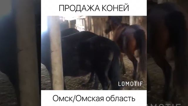 Продажа лошадей Омская область смотреть онлайн