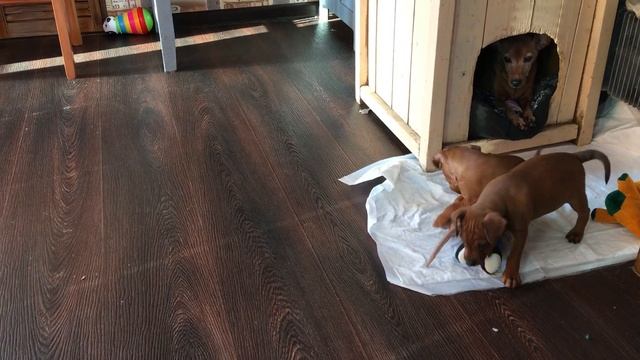 Пинчер-компания Ирхауз смотреть онлайн