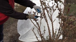 Обрезаем розу  в форме шраба , питомник роз полины козловой, rozarium.biz  Pruning the rose shrub