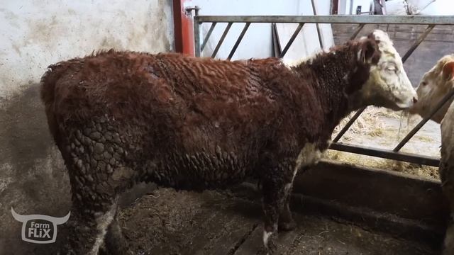 FEEDING WITH THE FIAT AND CONOR'S CATTLE | FARMFLIX - WHAT THE FLOCK! EP3 смотреть онлайн