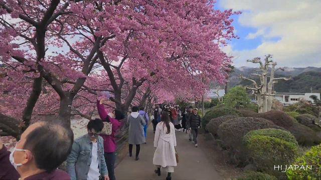 Japan Cherry Blossoms 2024 ・ Kawazu Sakura - Kawazu Cherry Blossom Festival смотреть онлайн
