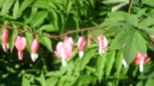 Floral Pest Control 8 Deer resistant Flowers That You Can Plant смотреть онлайн