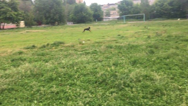 Доберман Рэкс 3 года, прокусил футбольный мяч. смотреть онлайн