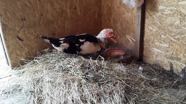 Индоутка не Несется. Почему неоплод у Яиц _Половозрелый Возраст_Чем кормлю Уток . Ответы на Вопросы. смотреть онлайн