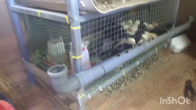 кормушка для цыплят из 50 ой канализационной трубы смотреть онлайн
