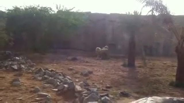 Аль-Айн зоопарк смотреть онлайн