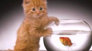 Песенка про котика