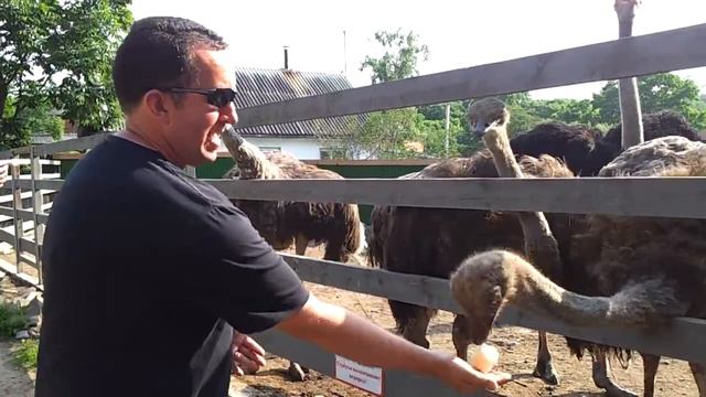 Feeding ostriches in Vladivostok zoo. смотреть онлайн