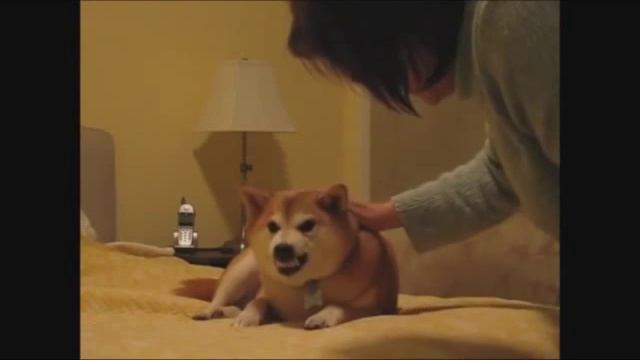 Вельш корги и Шиба ину прикольные бои (CORGI VS. SHIBA INU) смотреть онлайн