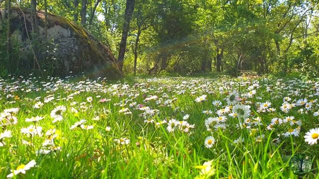 Relaxing Nature Ambience Meditation ? Healing Sounds of a Lovely SPRING Sunny Day in the FOREST#2 смотреть онлайн