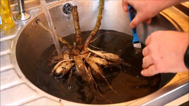 How to Store Dahlia Tubers Over Winter смотреть онлайн