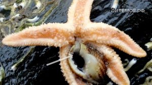 Морская звезда. Энциклопедия для детей про животных. Море