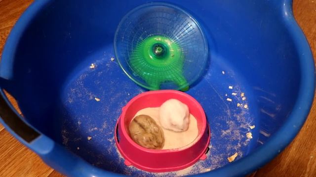 ХОМЯЧКИ КЭМПБЕЛЛА / ОТВЕТЫ НА ВОПРОСЫ смотреть онлайн