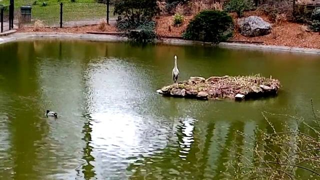 Fontenay sous Bois, parc de la mairie, le 11 mars 2021 / Фонтене-су-Буа, парк, 11 марта 2021 смотреть онлайн