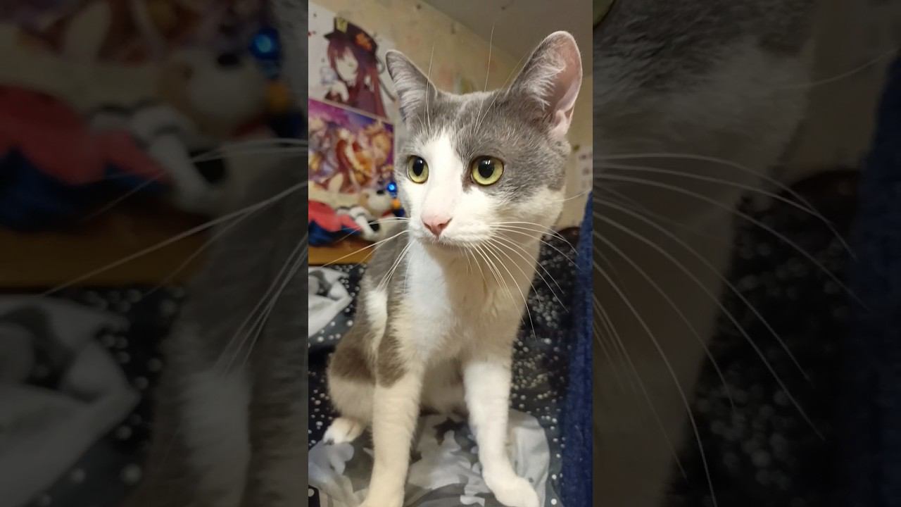 Хочешь вопрос?#котики #тигр #загадка #кот #мурзик #питомец #лайк #приколы #котик #мурзик #анимация смотреть онлайн