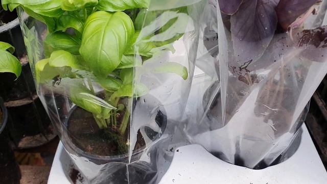 Базилик весной, выращивание в горшочках, в кассетах, на рассаду. смотреть онлайн