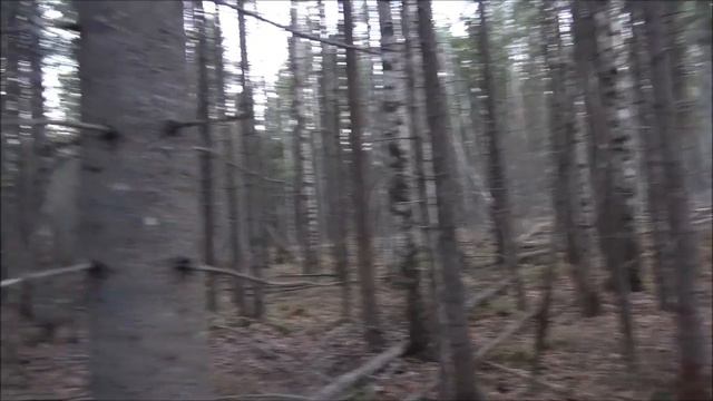 Первый заяц добытый из под Свирельки 6 мес. вл.Шатров В.А. смотреть онлайн