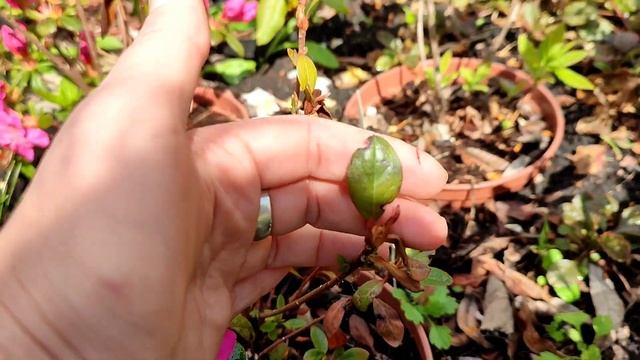 ?Не спешите обрезать рододендроны и азалии... смотреть онлайн