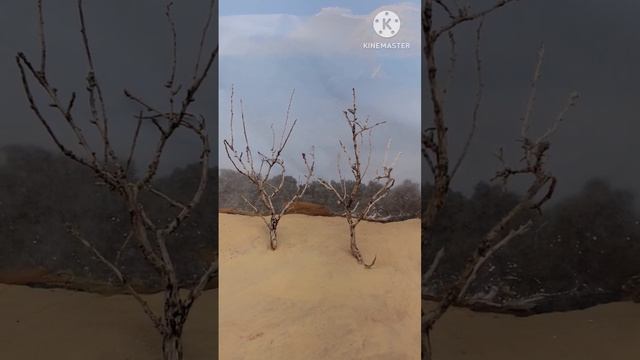 Create amazing trees using sagebrush смотреть онлайн