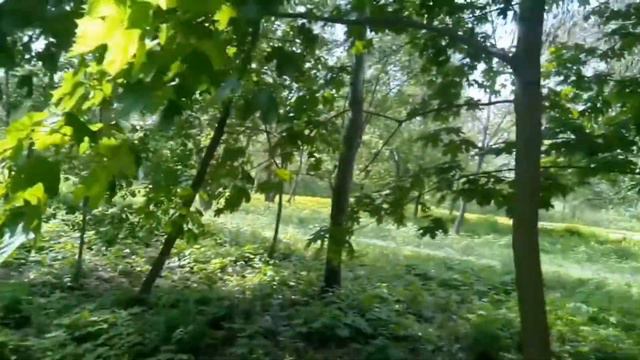 Птенец-малыш выпал из гнезда 😲.Хотим его покормить. смотреть онлайн