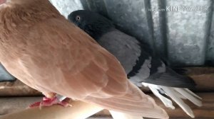 «Николаевские голуби в Саратове» Бабочка 89027174040