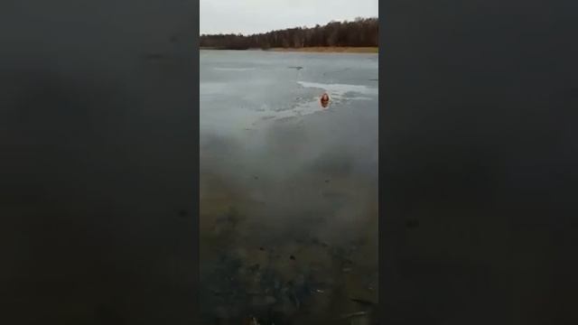 Купание Лебедянский пруд 12 апреля 2019 04 12 смотреть онлайн