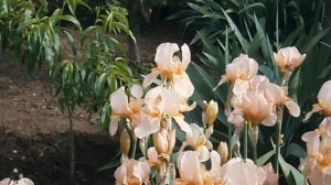 Сколько плодовых деревьев можно посадить на двух сотках