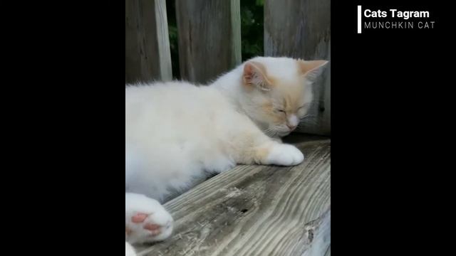 CAT VLOG #6 MUNCHKIN CAT || IG: OTISANDJR || CATS OF INSTAGRAM смотреть онлайн