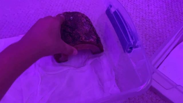 How To Make Your Ball Python Have Better Sheds смотреть онлайн