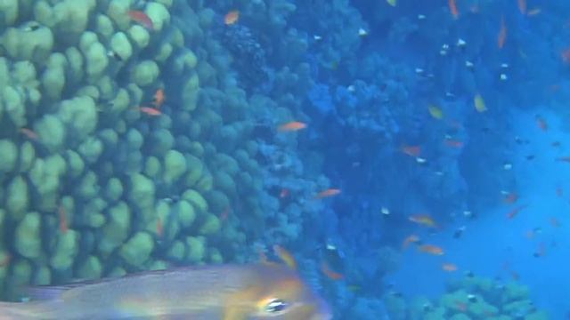 Ныряем с маской в красном море смотреть онлайн