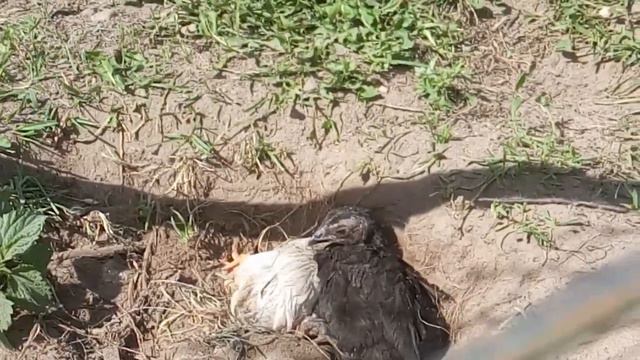 цыплёнка украл коршун, пересилили цыплят, выкосил двор смотреть онлайн