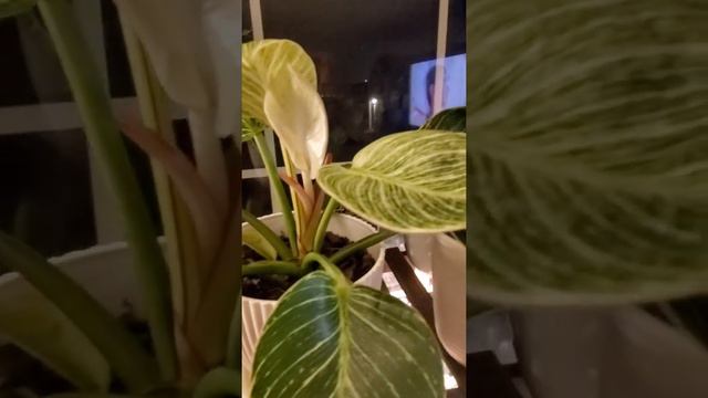 birkin смотреть онлайн