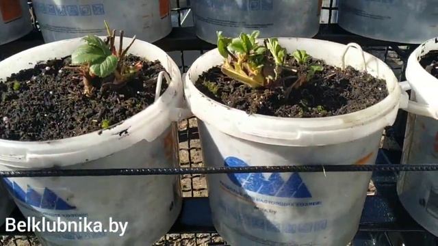 Первые работы на клубнике весной. Первая обработка. Belklubnika.by.mp4 смотреть онлайн