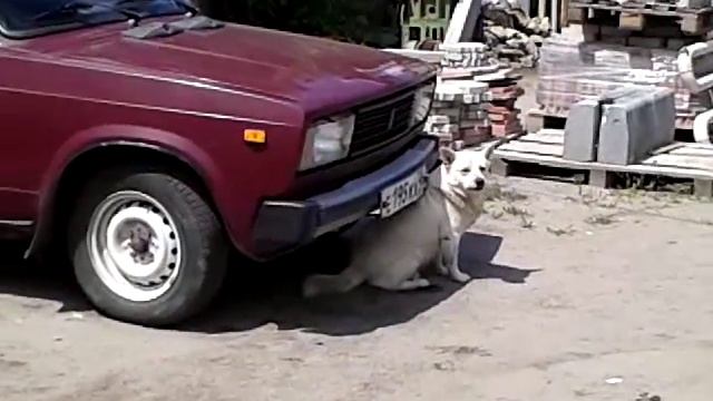 средство для борьбы с блохами . смотреть онлайн