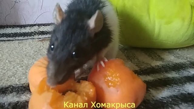 ИМЕНА ДЛЯ КРЫС Как назвать крысу Клички для крыс ДЕКОРАТИВНЫЕ ДОМАШНИЕ КРЫСЫ смотреть онлайн