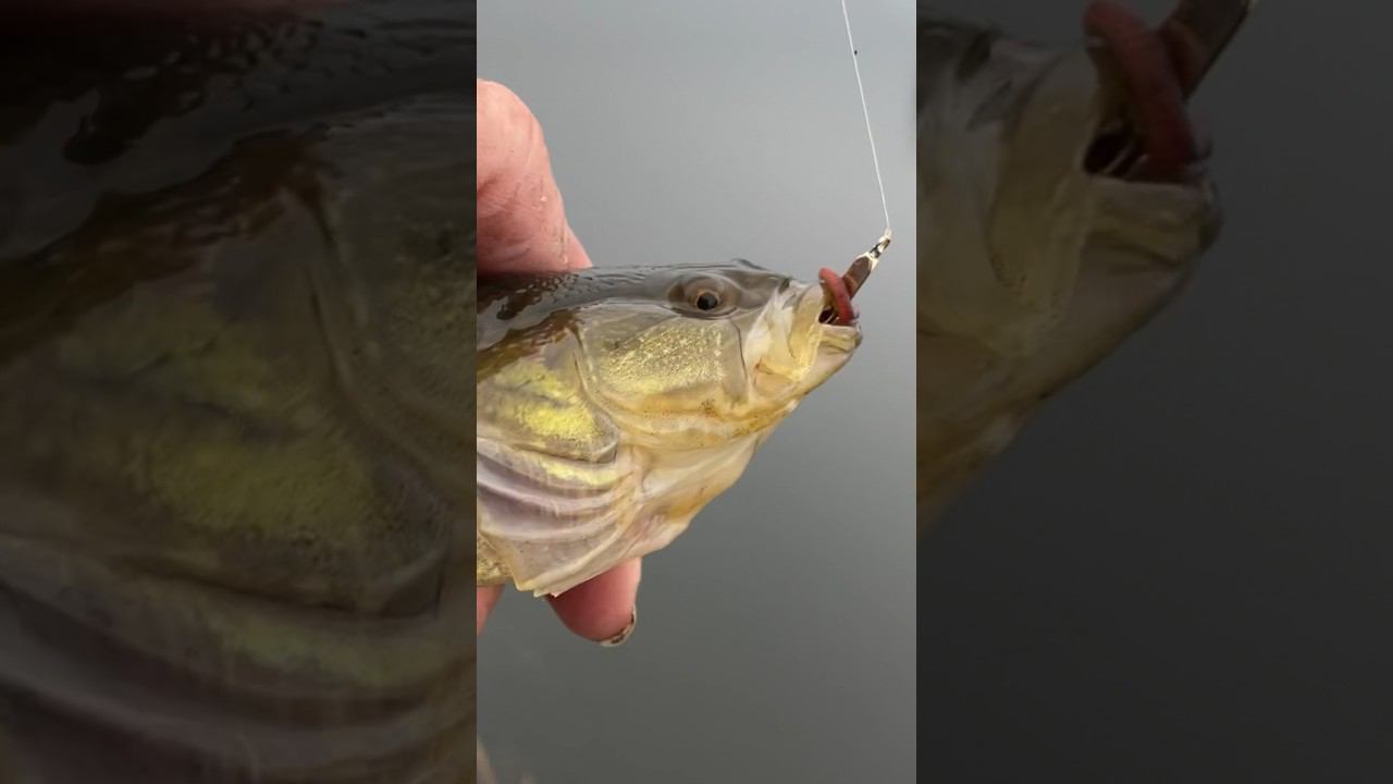 Ротан продолжает ловиться #ротан #рыбалкакстово #снастьротан смотреть онлайн