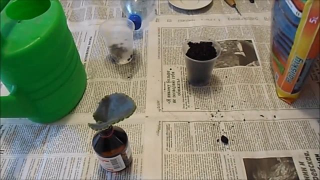 Как сажать в субстрат проросший листик фиалки смотреть онлайн