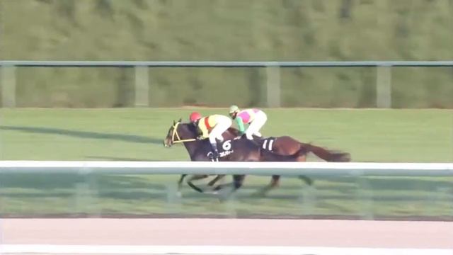 Plumeria Star (JPN) wins race 12 at Chukyo 12/10/2016 смотреть онлайн
