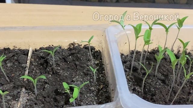 Взошли томаты? Что нужно сразу сделать чтобы не загубить рассаду! смотреть онлайн