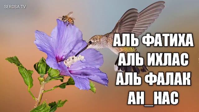 СУРА, АЛЬ ФАТИХА,, АЛЬ ИХЛАС,, АЛЬ ФАЛАК,, АН НАС🤲🤲🌹 смотреть онлайн