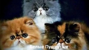 ПЕРСИДСКАЯ КОШКА?/Кошки/Животные/Интересные факты