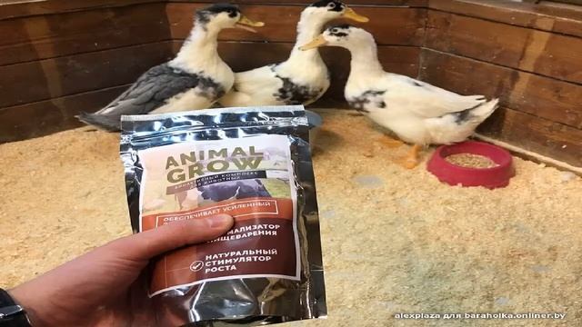 Гормон роста для животных купить смотреть онлайн