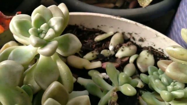 MUITAS SUCULENTAS NOVAS NA MINHA COLEÇÃO! смотреть онлайн
