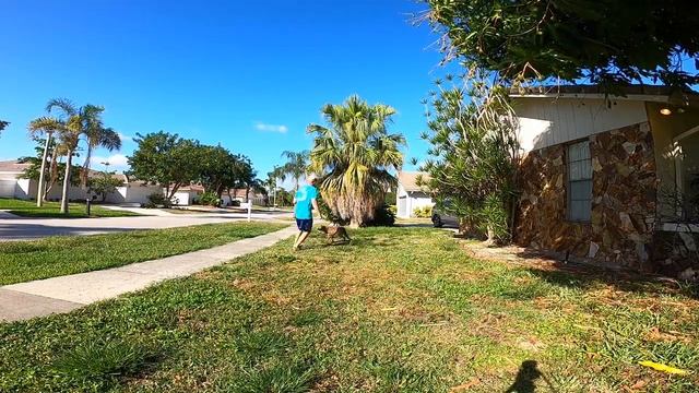 From pure chaos to the beginning of the possession game Matt Welch Dog Trainer Boca Raton Florida смотреть онлайн
