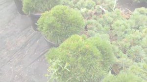 Сосна горная «Варелла» Pinus mugo «Varella»